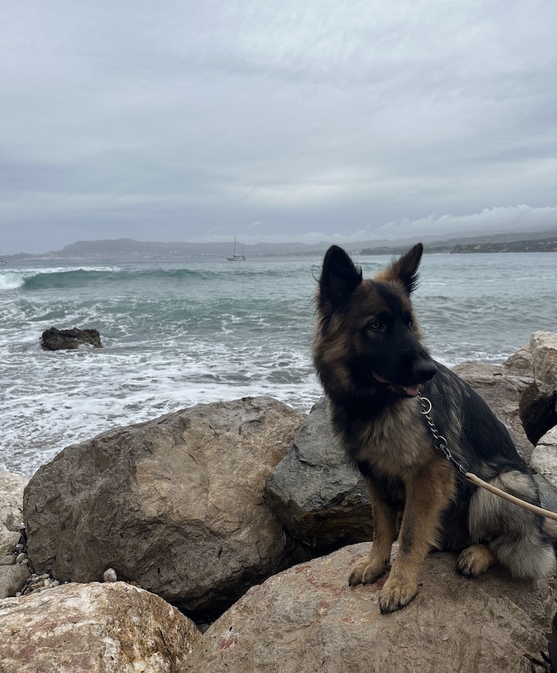 Le Berger Allemand trouve la paix et la sérénité au bord de l'eau