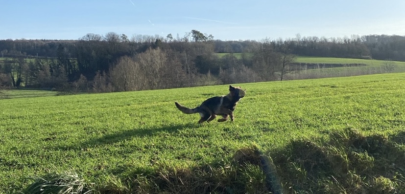 Le berger allemand, un chien qui a besoin de se dépenser quotidiennement