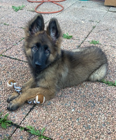 Les yeux remplis de curiosité d'un chiot berger allemand